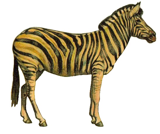 파일:Equus quagga (white background).jpg