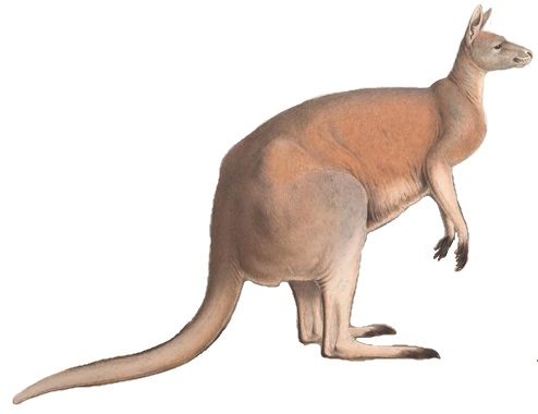 파일:A monograph of the Macropodidæ, or family of kangaroos (9398404841) white background.jpg