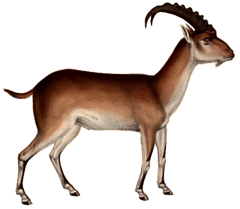 파일:Walia ibex illustration white background.png