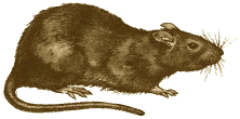 파일:Ruskea rotta.png