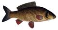 Cyprinus carpio3.jpg