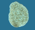 Trichoplax adhaerens photograph.png