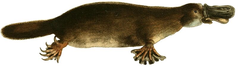 파일:The zoological miscellany (platypus).jpg