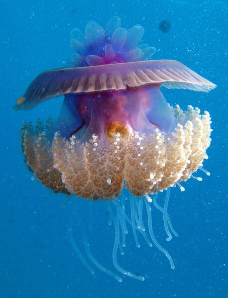 파일:Cauliflour Jellyfish, Cephea cephea at Marsa Shouna, Red Sea, Egypt SCUBA.jpg