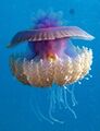 Cauliflour Jellyfish, Cephea cephea at Marsa Shouna, Red Sea, Egypt SCUBA.jpg