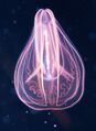 Comb jelly.jpg