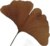 은행나무 잎.png